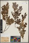Foto von Salix aurita L.